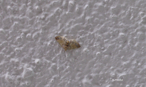 identificare piccola falena